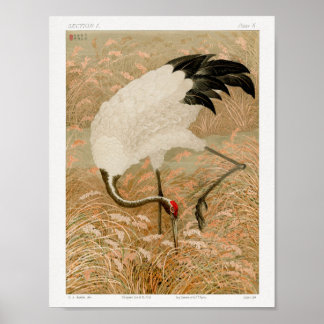 Sarus Crane in Rice Field von G.A. Audsley (1884) Poster