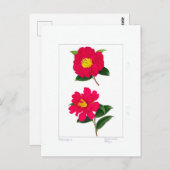 Sasanqua Plate: Ryomenko & Hiryu Postkarte (Vorne/Hinten)