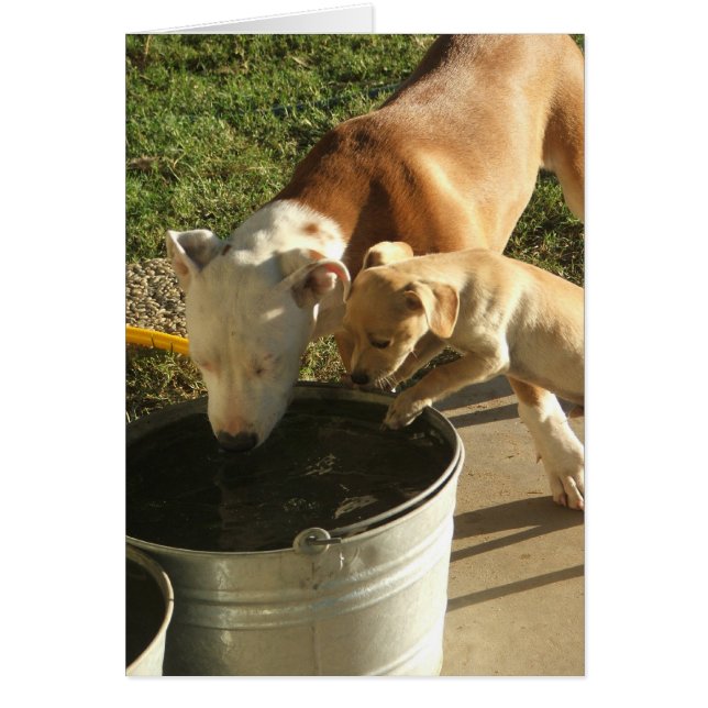 Sasha & Louie (Vorne)