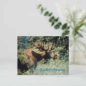 Saskatchewan bull moose Postkarte (Stehend Vorderseite)