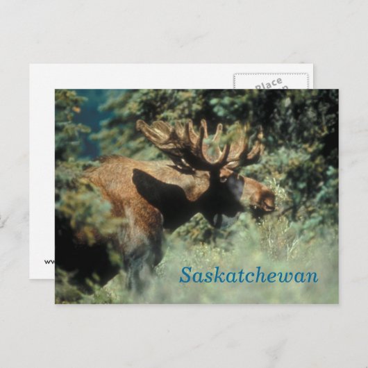 Saskatchewan bull moose Postkarte (Vorne/Hinten)