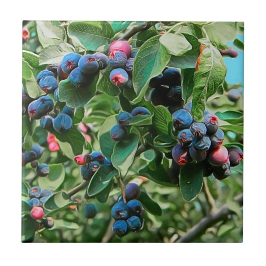 Saskatoon Fliese (Vorderseite)