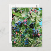 Saskatoon Postkarte (Vorne/Hinten)