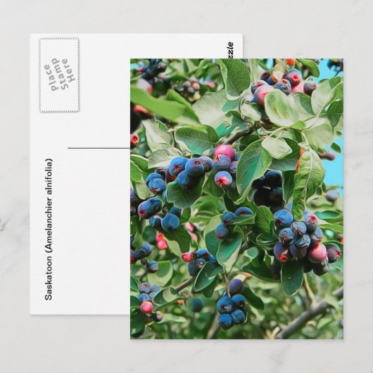 Saskatoon Postkarte (Vorne/Hinten)