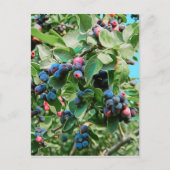 Saskatoon Postkarte (Vorderseite)