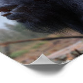 Sasquatsch Poster (Ecke)