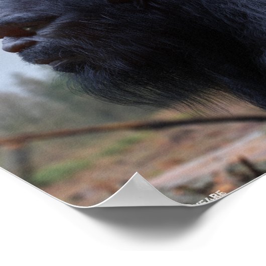 Sasquatsch Poster (Ecke)