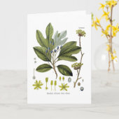 Sassafras officinale karte (Gelbe Blume)