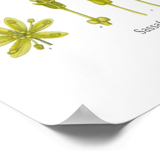 Sassafras officinale poster (Ecke)