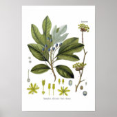 Sassafras officinale poster (Vorne)