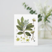 Sassafras officinale postkarte (Stehend Vorderseite)
