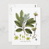 Sassafras officinale postkarte (Vorne/Hinten)