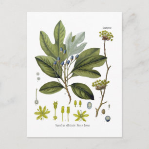 Sassafras officinale postkarte