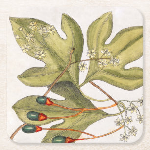 Sassafrasbaum-Blätter Blumen Beeren Vintage-Kunst Rechteckiger Pappuntersetzer