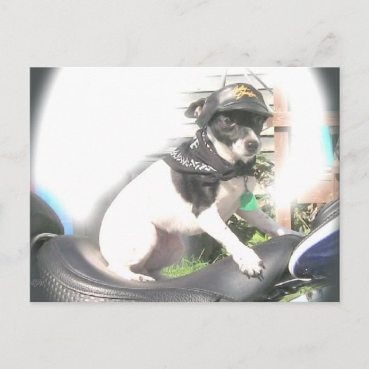 Sassy Biker Rat Terrier Babe Postkarte (Vorderseite)
