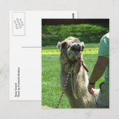 Sassy Camel Postkarte (Vorne/Hinten)