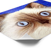 Sassy the Himalayan Cat 5 x 7 Foto Print (Ecke)