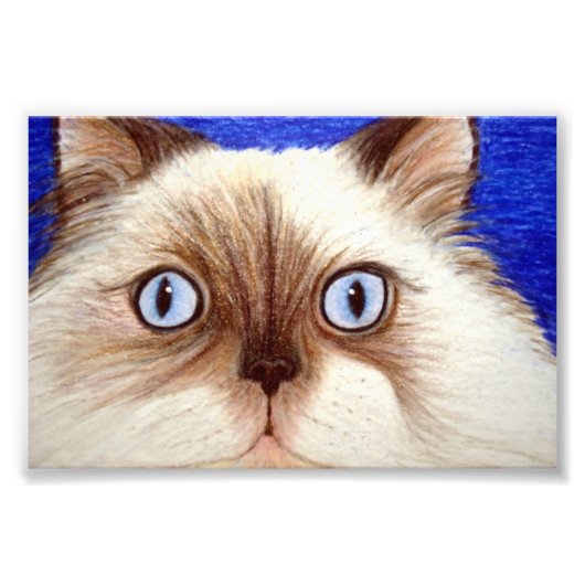Sassy the Himalayan Cat 5 x 7 Foto Print (Vorne)