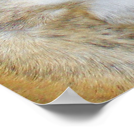 Sassydog-Poster Poster (Ecke)