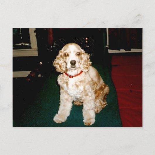 sassysassy postkarte (Vorderseite)