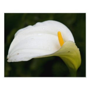 Satin-Foto-Erweiterung der weißen Blume Fotodruck