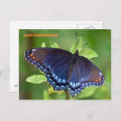 SATIN LUMINESCENCE POSTKARTE (Vorne/Hinten)