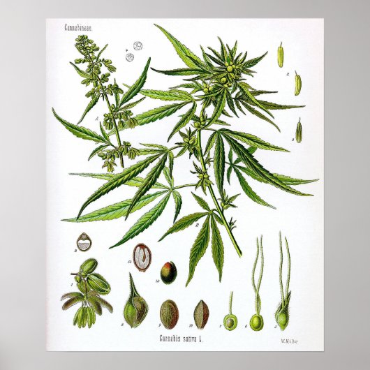 Sativa Pflanze Vintag Botany Zeichnend Poster (Vorne)