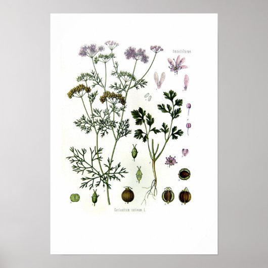 Sativum coriandrum poster (Vorne)