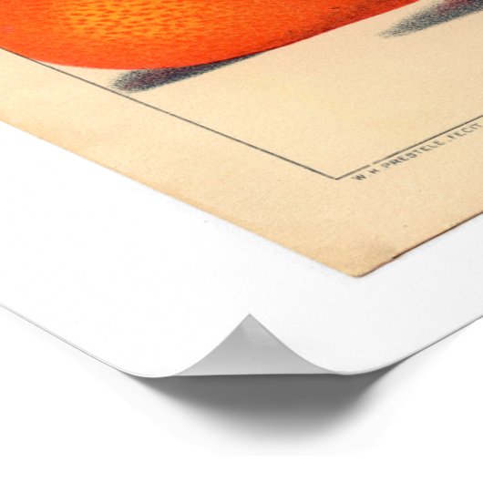 Satsuma Botanical Print Poster (Ecke)