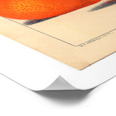 Satsuma Botanical Print Poster (Ecke)