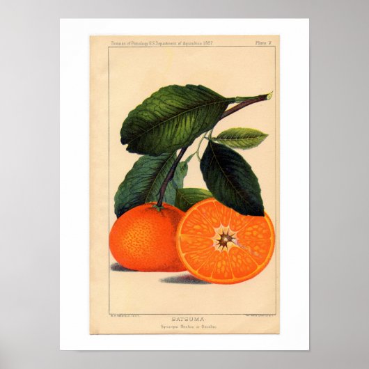 Satsuma Botanical Print Poster (Vorne)