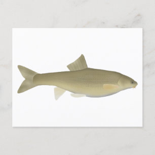 Sattar Snowfout Postkarte