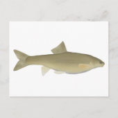 Sattar Snowfout Postkarte (Vorderseite)