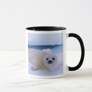 Sattelrobbe Nordamerika, Kanada, Quebec Tasse