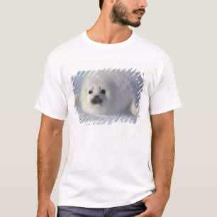 Sattelrobbe Phoca groenlandica) Eine Woche alte Sa T-Shirt