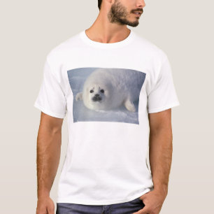 Sattelrobbe Phoca groenlandica) Eine Woche alte Sa T-Shirt