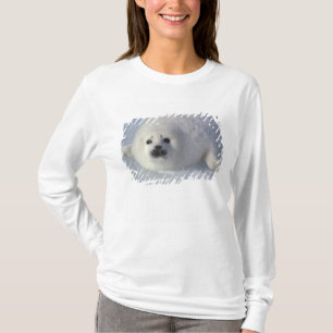 Sattelrobbe Phoca groenlandica) Eine Woche alte Sa T-Shirt