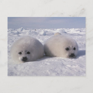 Sattelrobbe (Phoca groenlandica) Sattelrobben-Jung Postkarte
