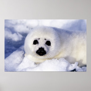 Sattelrobbenjunges Eis Golf von St. Lawrence, Poster