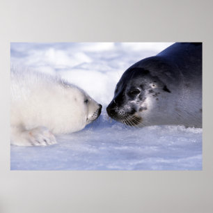 Sattelrobbenmutter mit Jungtier Poster