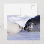 Sattelrobbenmutter mit Jungtier Postkarte (Vorne/Hinten)