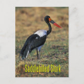 Sattelstorch Postkarte (Vorderseite)