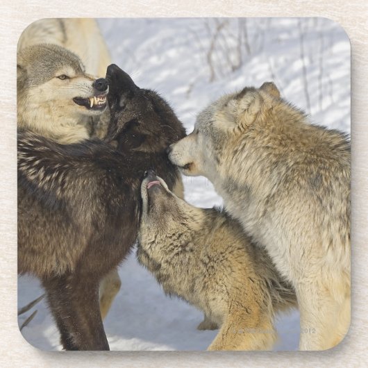 Satz Wolfwechselwirkung Untersetzer (Vorderseite)