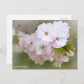 Satzakura"Sho-getsu"Postcard Postkarte (Vorne/Hinten)