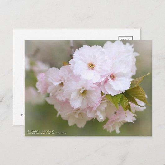 Satzakura"Sho-getsu"Postcard Postkarte (Vorne/Hinten)