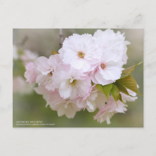 Satzakura"Sho-getsu"Postcard Postkarte