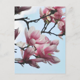 Saucer Magnolia Tulip Tree Blume Foto Postkarte