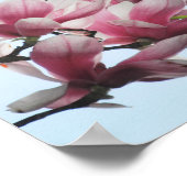 Saucer Magnolia Tulip Tree Pink White Blume Poster (Ecke)