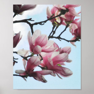 Saucer Magnolia Tulip Tree Pink White Blume Poster
