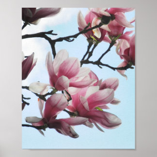 Saucer Magnolia Tulip Tree Pink White Blume Poster